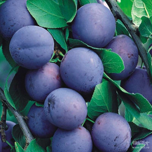 Табак Tangiers 250г - BURLEY Kashmir Plum (Слива пряности)