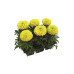 Табак Tangiers 250г - SPECIAL EDITION Marigold (Цветочный вкус)