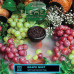 Табак Element Вода 200г - Grape Mint (Мятный виноград)